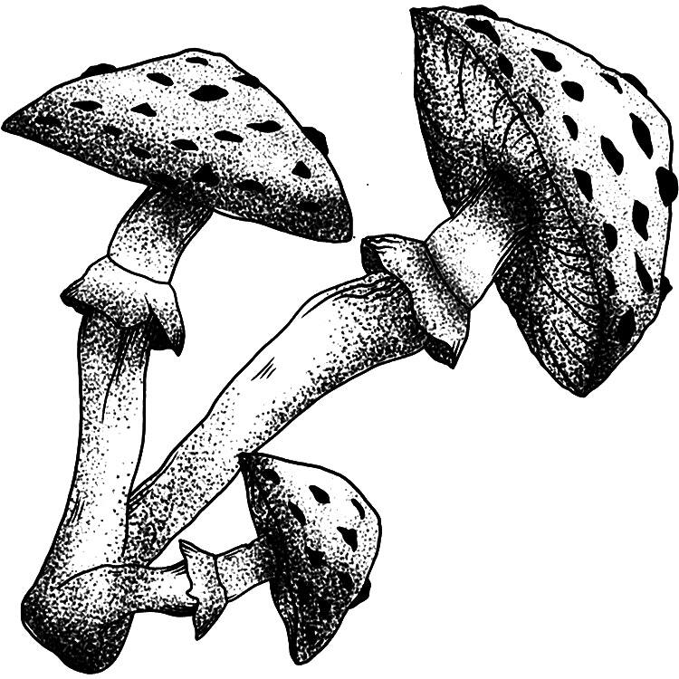 Little Death Caps - INK DROPS